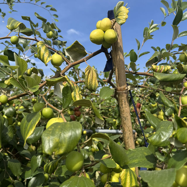 สวนพุดซานมสดของแทร่ วังน้ำเขียว🍏