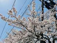 由布院是感受寧靜和傳統日本的首選🥹🌸