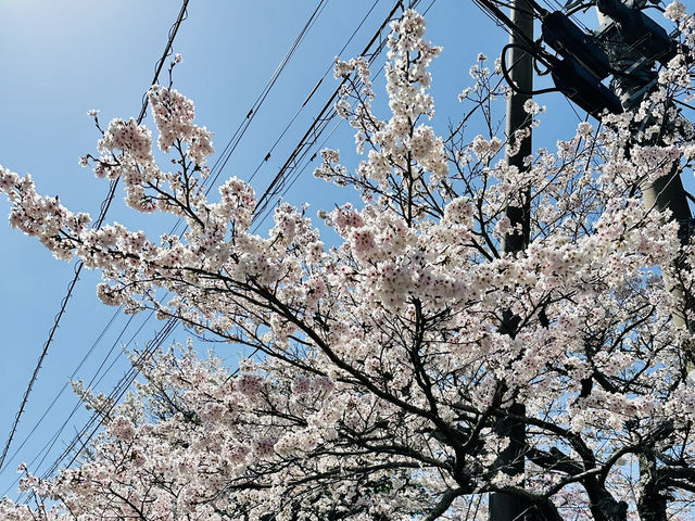 由布院是感受寧靜和傳統日本的首選🥹🌸