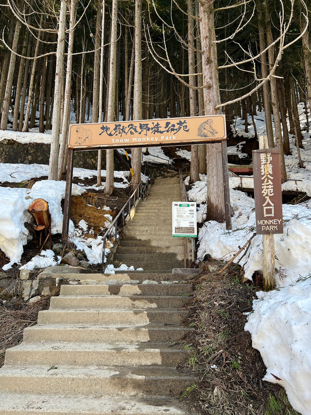 Meet adorable monkeys in Nagano🐒❤️❤️