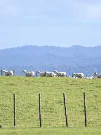 【New Zealand】オークランドで自然も街も楽しもう🌿