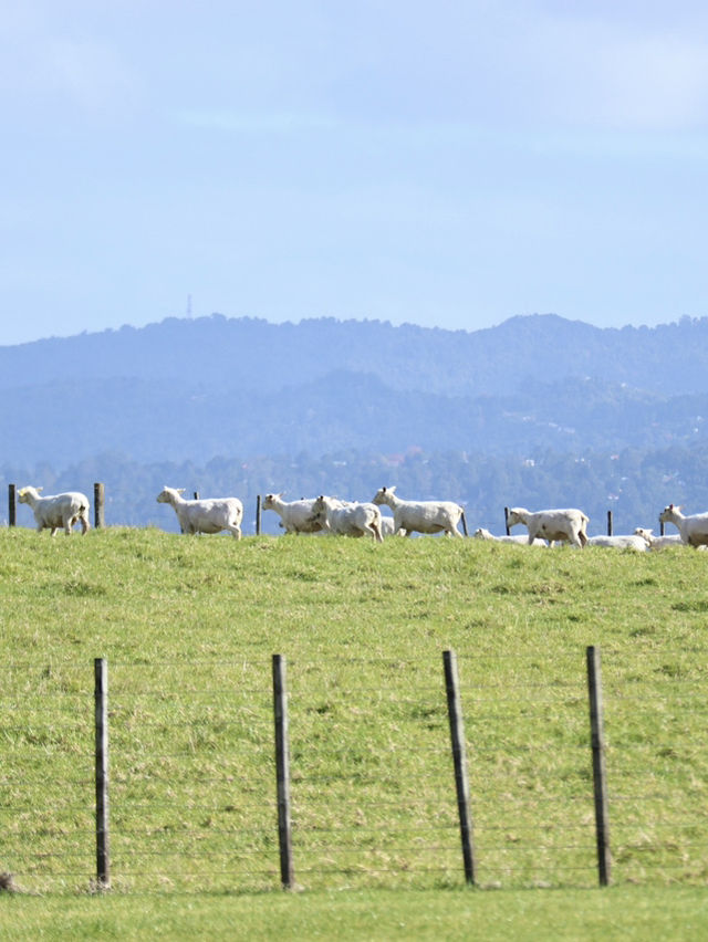 【New Zealand】オークランドで自然も街も楽しもう🌿