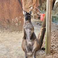 Kangaroo? Koala? In the middle of the city? Sign me up RIGHT NOW!