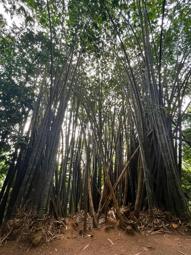 Taman Eko Rimba KL (TERKL): A Lush Retreat in the City