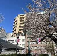 ซากุระบาน ที่  Sumida park  Asakusa