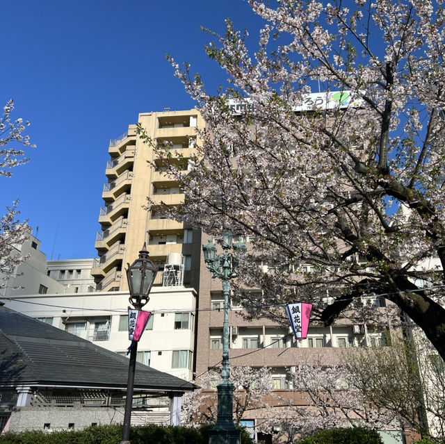 ซากุระบาน ที่  Sumida park  Asakusa