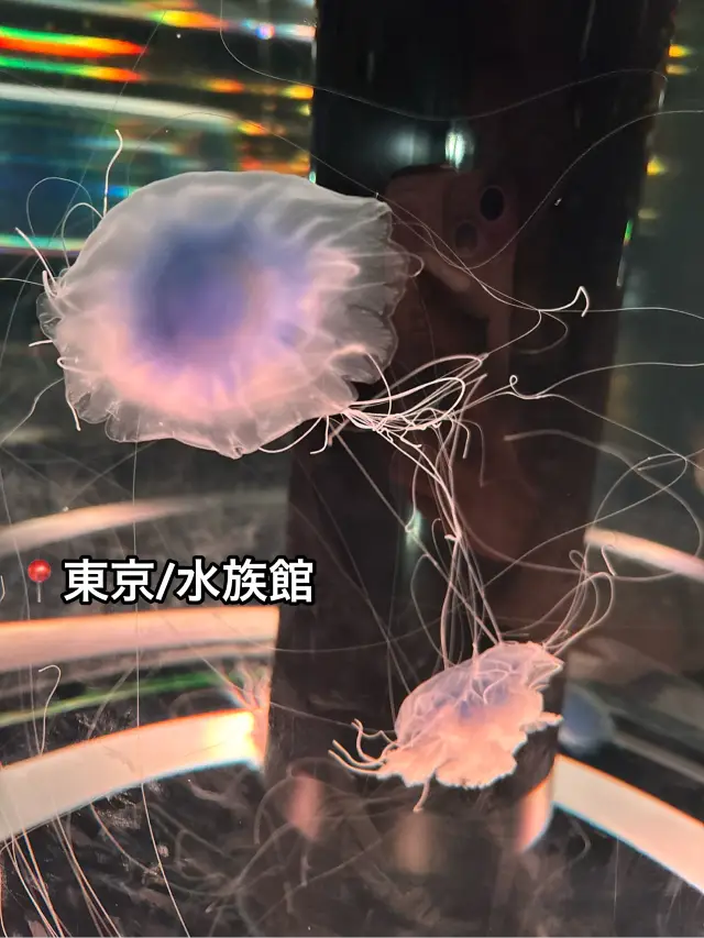 閃爍迷人的光之水族館