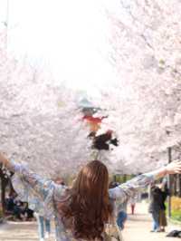 Seoul forest ช่วงฤดูใบไม้ผลิ