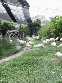 Colorful Paradise in the Heart of Malaysia: KL Bird Park