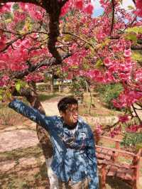 🌸ซากุระบาน ที่อ่างขาง🌸