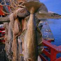 Fresh caught cod in Norwegian village 🇳🇴🎣