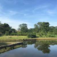 Singapore’s Wild Side: A Scenic Stroll Through Sungei Buloh