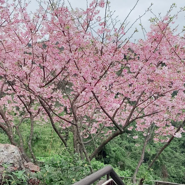 台北｜綠光平台旁盛開的粉色櫻花