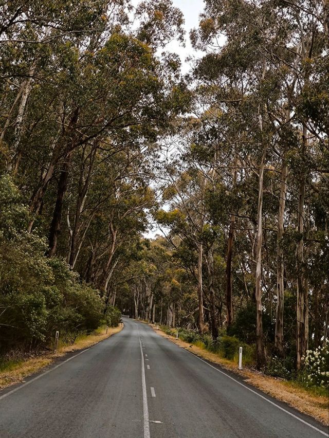 3D2N in Victoria: Great Ocean Road 🌊