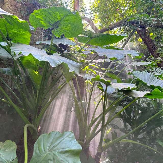 【中国/アモイ園林植物園】
