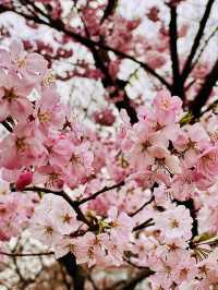 鎮海｜粉紅櫻花交織的軍港節 春日最浪漫的祭典