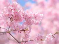 🌸 Matsuda Sakura Festival 🌸