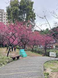 中壢莒光公園｜市區賞櫻花🌸的好地點｜寵物友善景點