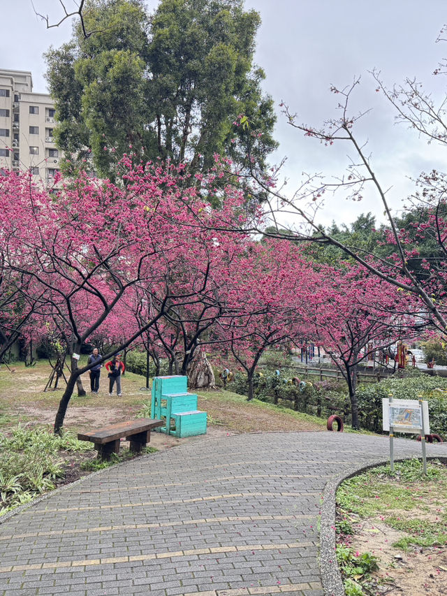中壢莒光公園｜市區賞櫻花🌸的好地點｜寵物友善景點
