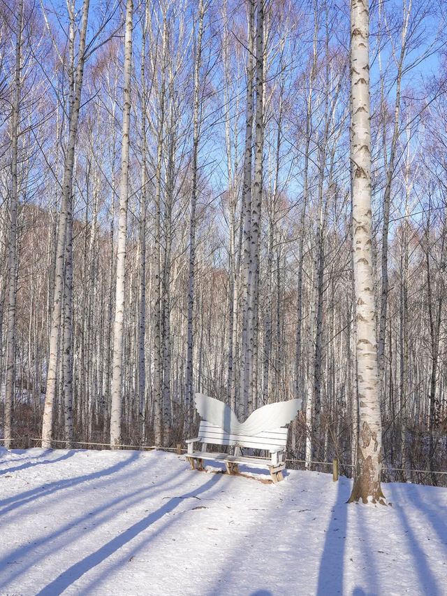 흰 빛깔 눈밭 위 새하얀 자작나무들이 속삭이는 숲❄️🤍