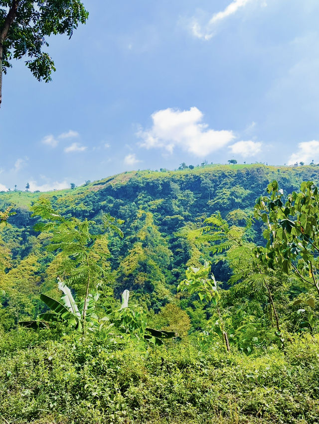 Hidden Paradise of Lush Green Wonders