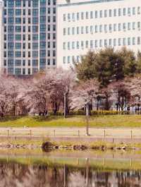 🌸 Gapcheon Neighborhood Park: A Hidden Cherry Blossom Gem! 🌸
