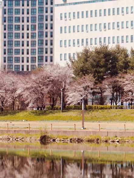 🌸 Gapcheon Neighborhood Park: A Hidden Cherry Blossom Gem! 🌸