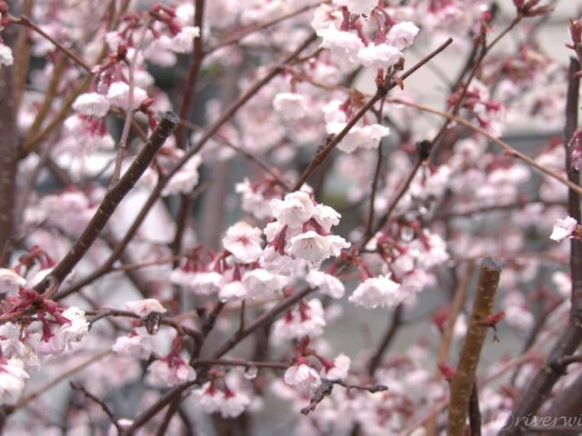 【埼玉県】埼玉でここだけ！熊谷桜が見られる「石上寺」