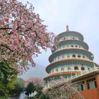 淡水天元宮，大台北地區的粉紅櫻花海