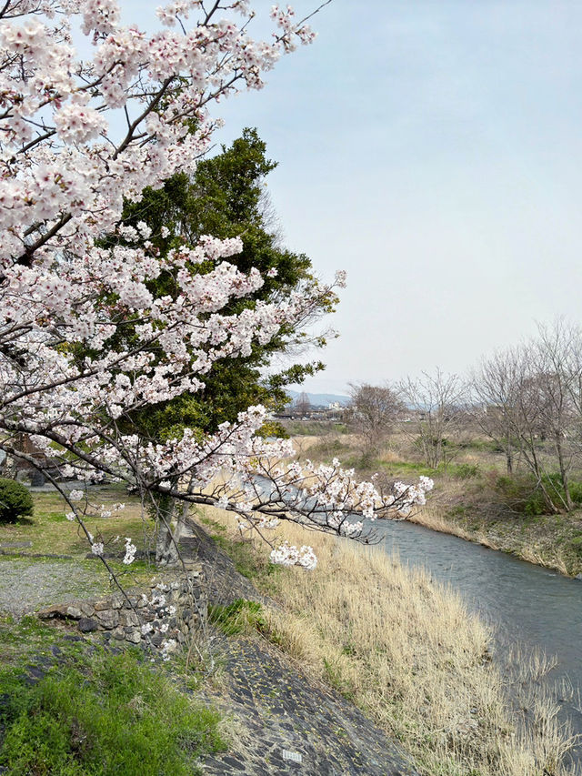 京都嵐山公園中之島地區：櫻花絢爛的春日夢 🌸🏞️
