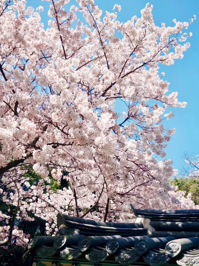 濟州櫻花季：韓國最早綻放的粉色奇蹟 🌸✨ 