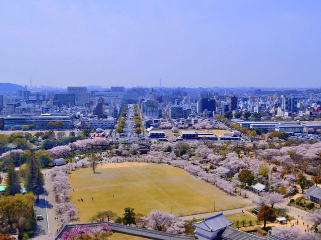 Chasing Sakura at Himeji Castle 🌸
