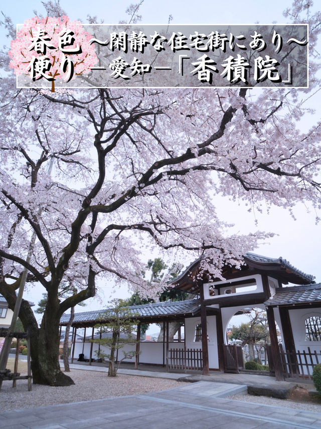 【愛知】行かなきゃ損‼️カメラ好きの憧れ✨額縁みたいな絶景🌸