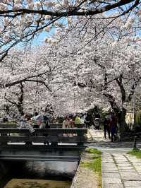 Chasing Sakura at Philosopher’s Path