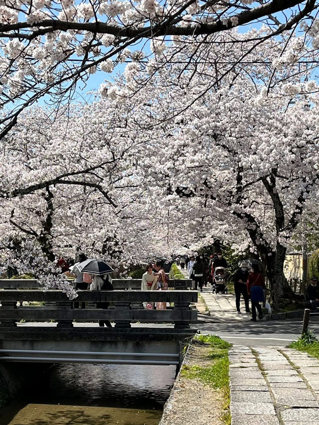 Chasing Sakura at Philosopher’s Path