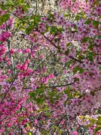 A Floral Paradise: Admiring Cherry Blossoms & Magnolias in Zhengzhou’s People’s Park