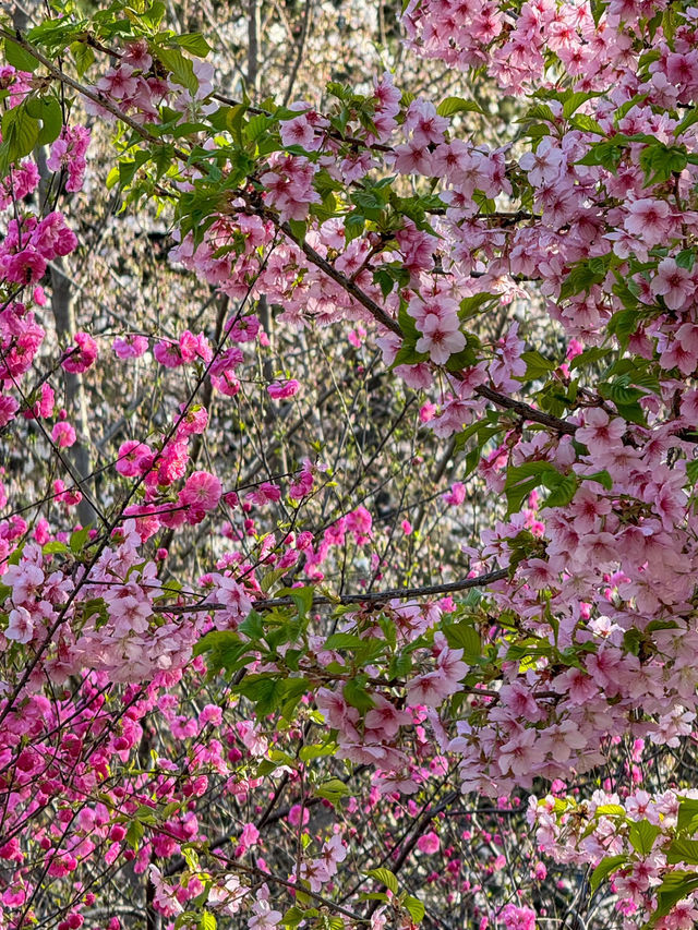 A Floral Paradise: Admiring Cherry Blossoms & Magnolias in Zhengzhou’s People’s Park