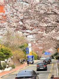 釜山｜迎月路粉色浪漫散步道 臥牛山的浪漫故事
