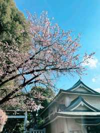 東京賞櫻的好地方🌸