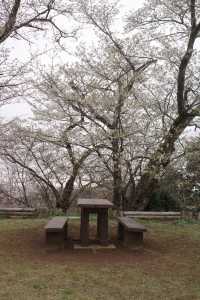 【神奈川】山日記｜桜を見ながらハイキング🥾