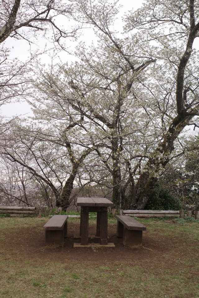 【神奈川】山日記｜桜を見ながらハイキング🥾