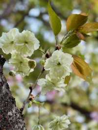 A Rare Floral Wonder: Green Sakura at Xihui Park