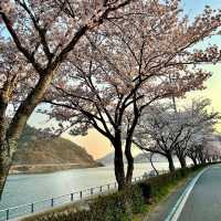 SEOMJIN RIVER | A HIDDEN GEM FOR STUNNING CHERRY BLOSSOMS