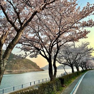 SEOMJIN RIVER | A HIDDEN GEM FOR STUNNING CHERRY BLOSSOMS