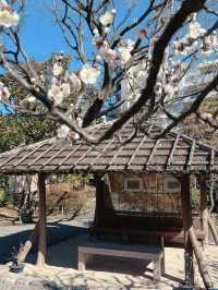 Spring Outing: Mukojima Hyakkaen Garden🌸