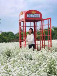 Chiang Mai 4 Days 2 Nights: Doi Suthep – Doi Pui – Doi Inthanon🇹🇭