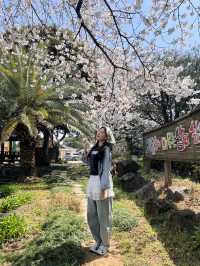 제주 숨겨진 벚꽃 스팟 찾으신다면 🌸
