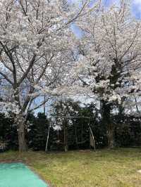 제주 숨겨진 벚꽃명소, 여기에요🌸