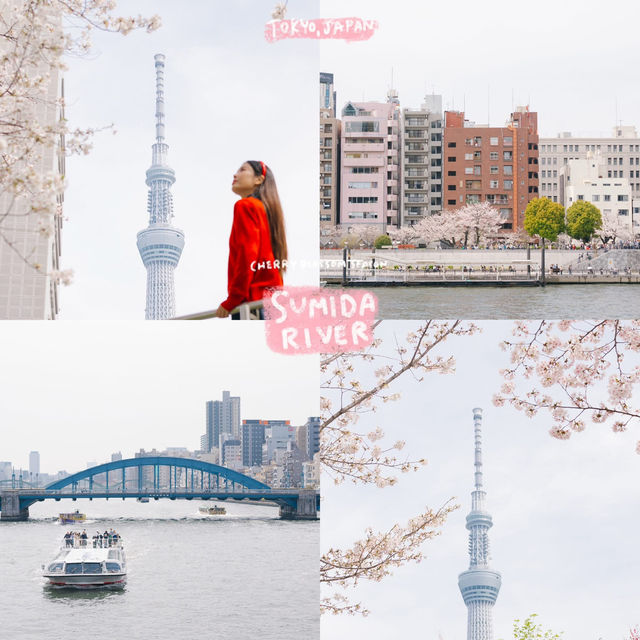 4 พิกัดชมซากุระที่ 'โตเกียว' 🌸🗼