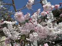 神秘的地方～櫻吹雪🌸